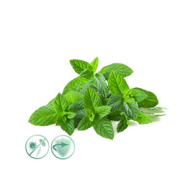 MINT FRESH dezinfekčný aroma olej 5000 ml